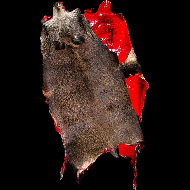 BLOODY WILD BOAR SKIN-LARGE