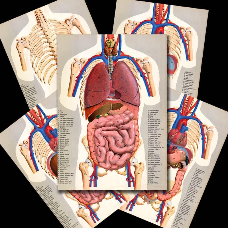BODY CHARTS