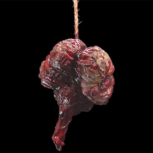 BRAIN CABLE HEAD w/BRAIN STEM