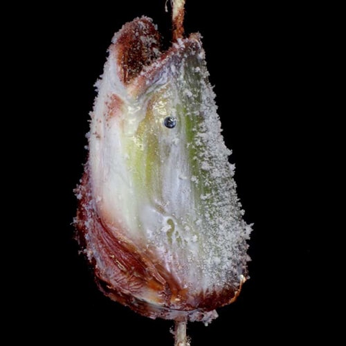 CATFISH HEAD – FROZEN