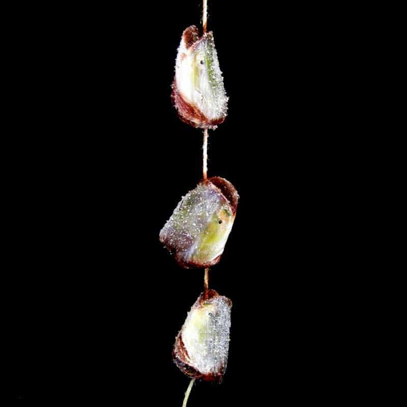 CATFISH HEADS – STRINGER – FROZEN