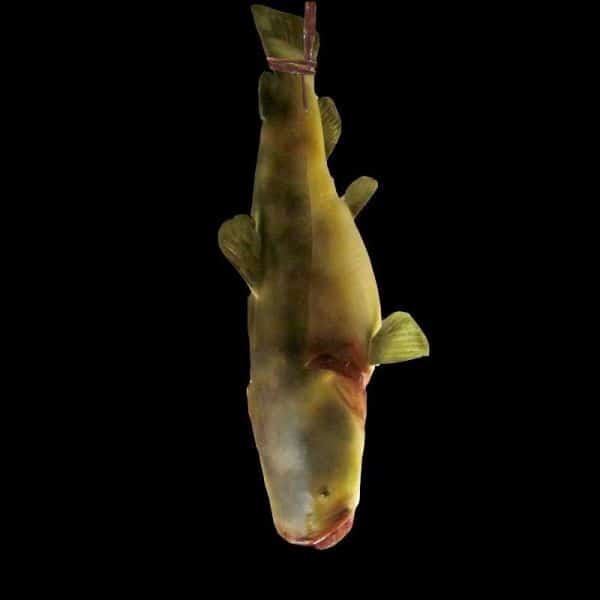 CATFISH HUNG WITH CHAIN FROM TAIL