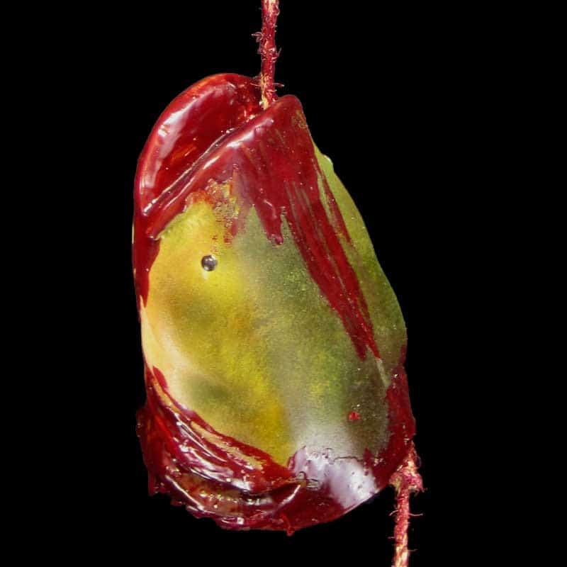 CATFISH HUNG WITH ROPE FROM MOUTH – BLOODY FINISH