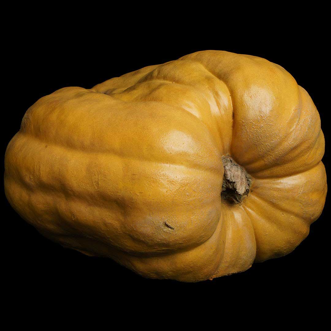 DENT PUMPKIN 150#
