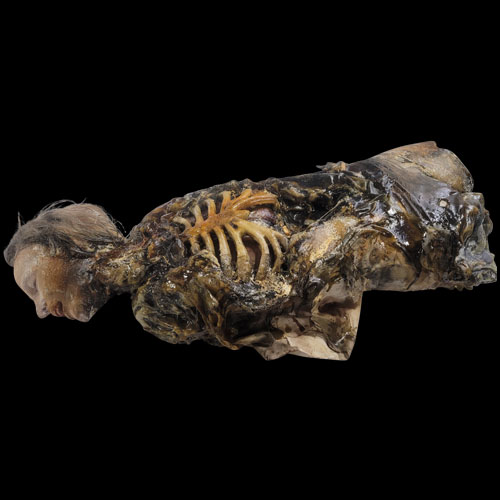 DM NICHOLE RIB ROT