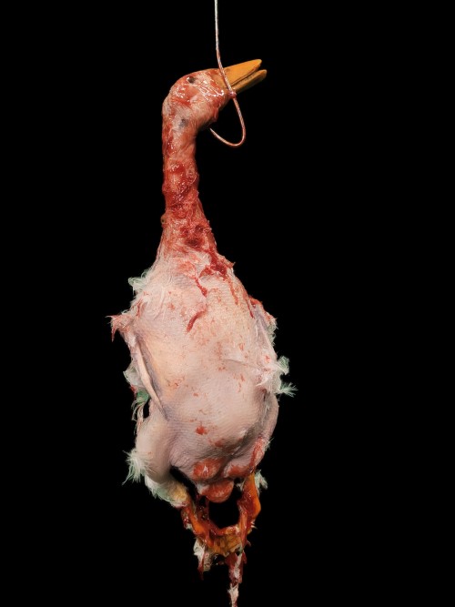 DUCK-WITH FEATHERS-BLOODY FINISH
