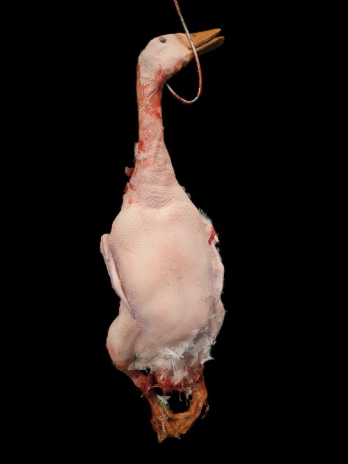 DUCK-WITH FEATHERS-FRESH FINISH