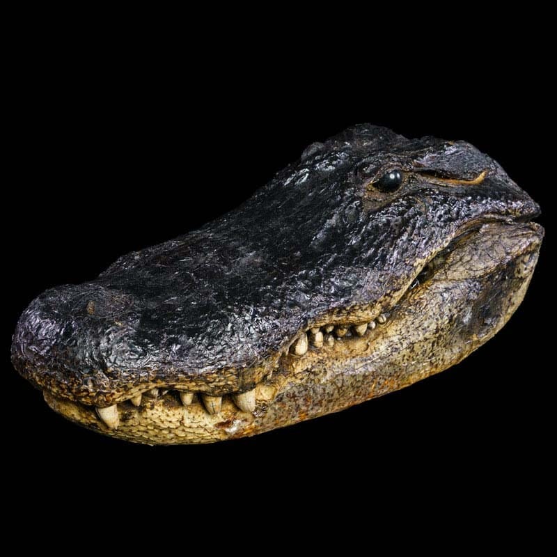 GATOR HEAD