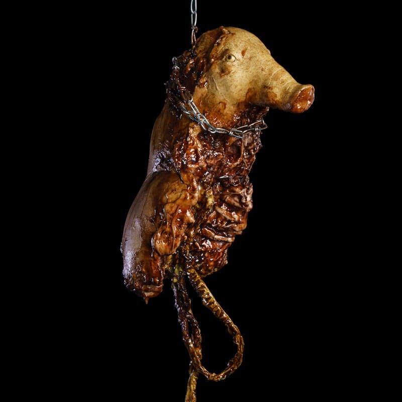 PIG UPPER TORSO ROTTEN WITH RIBS