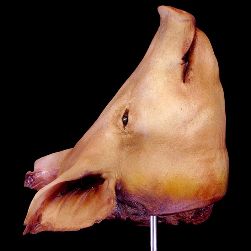 PIKE PIG HEAD-HANGING-BLOODY FINISH