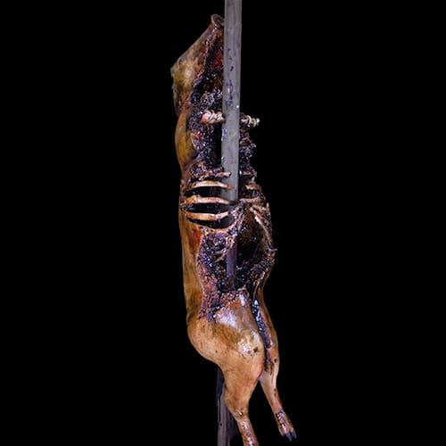 PIKED PIG ROT