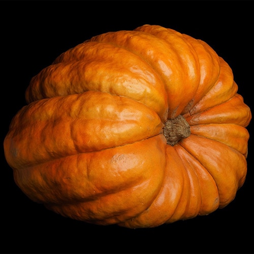 BIG BOY PUMPKIN 400#