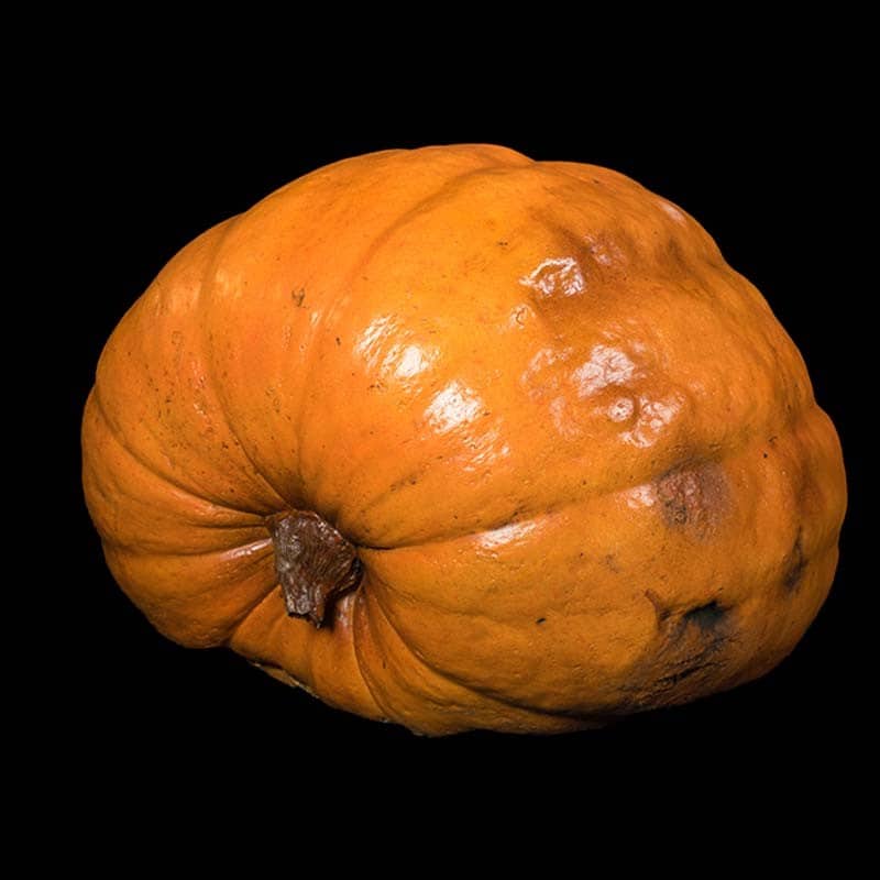 PUMPKIN FACELESS