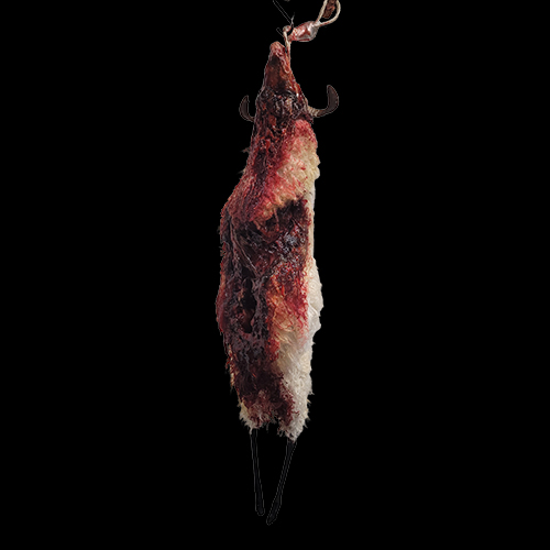 SHEEP – HORNS – GORE – HUNG AT HORNS