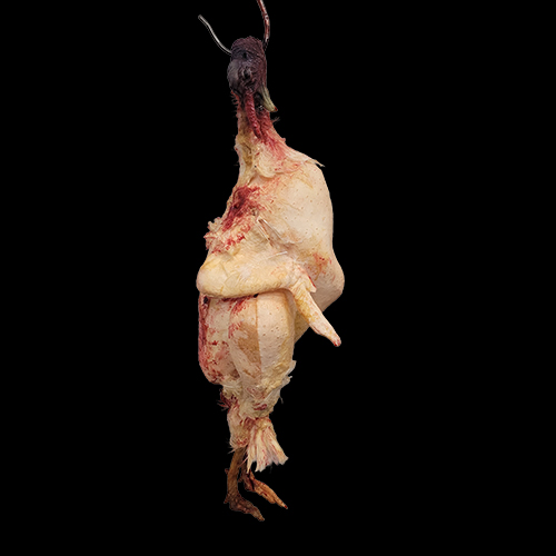 TURKEY HUNG NECK